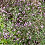 Aromatiques - Verveine Officinale - face recto